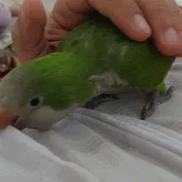 طوطی سبز گم شده خیابان آموزش پرورش مژدگانی ۱۰