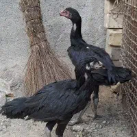 لاری افغان اصیل