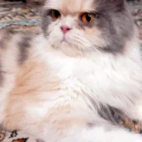گربه ملوس و خوشرنگ ناز نازی