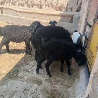 بره|حیوانات مزرعه|جلیل آباد, |دیوار