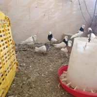 طوقی|پرنده|دالاهو, |دیوار