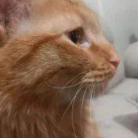 گربه بیریتیش نر