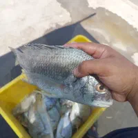 شانگ درشت هندیجانی