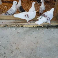 جفت کفتر فوری