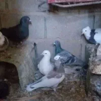 کبوتر فروشی