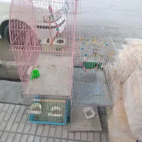 قفس|لوازم جانبی حیوانات|کرمانشاه, |دیوار