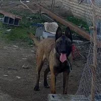 واگذاریتوله ماده 10ماههمالینیوز آدمی ۱۰۰