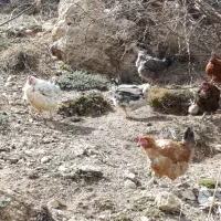 مرغ تخم گزار محلی جوان