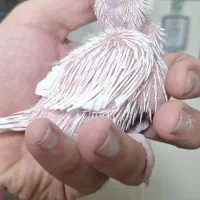 جوجه عروس هلندی البینو طوطی عروس پرنده