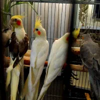 عروس هلندی