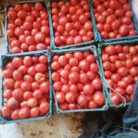 گوجه ربی کیلوی 20تومان