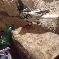 کفتر|پرنده|نیشابور, شهرک رضوی|دیوار