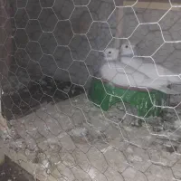 طوقی ابی گمشده