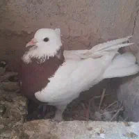 کبوتر طوقی