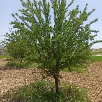 زمین قلعه جوق ملکشاهی  (باغ بادام)