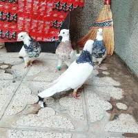 کفتر طوقی شازده پرشی