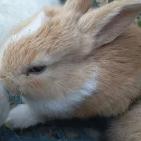 بچه خرگوش