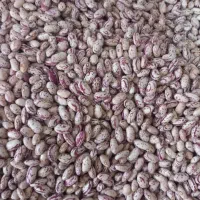 لوبیا چیتی بذری