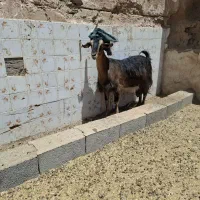 میش بره بز و کره