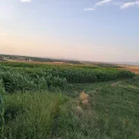 ذرت علوفه تازه