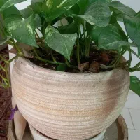 تعدادی گلدان سفالی