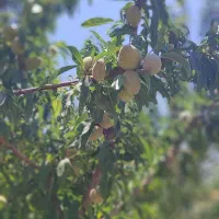 بادام سبز خلالی و تازه خوری