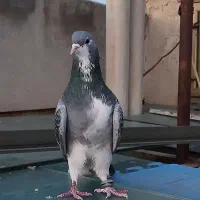 نر خرقه زرهی