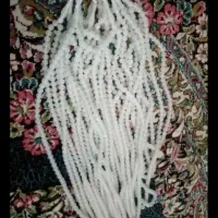 تسبیح  شب نما تعداد بالا