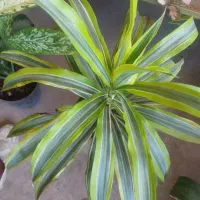 دوتا گل یکی بابا ادم تنه قرمز