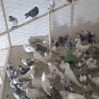 کفتر