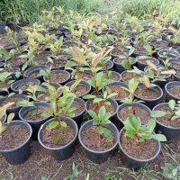 فتونیا.یاس