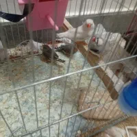 دوجفت فنج