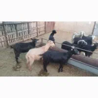 فروش میش ماده