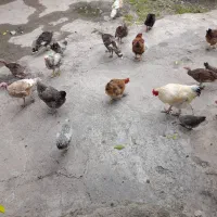 مرغ ،خروس،بقلمون و جوجه محلی
