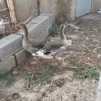 غار