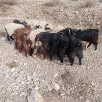 بز جوان زاییده