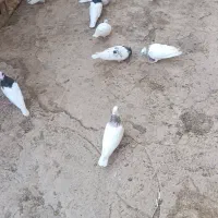طوقی