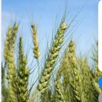 زمین دیم کشاورزی