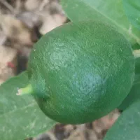 میوه|عمده‌فروشی|چاروسا, |دیوار