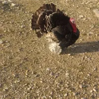 بوقلمون نر بزرگ