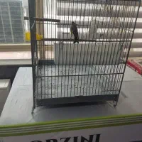 سهره قرص بخون مست