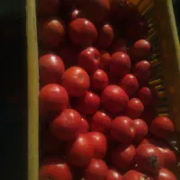 گوجه با آبگیری