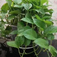 نیازمند باغبان
