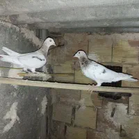 کبوتر ‌‌هفت‌رنگ