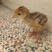 جوجه بوقلمون یک ماه