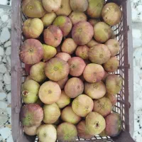 انجیر سیاه و قرمز (رش) تازه