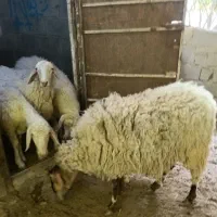 میش آصف  کشتاری