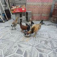 مرغ جوجه