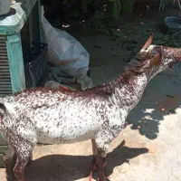 پازن سلاله