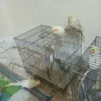 فروش عروس هلندی